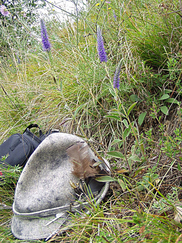 Veronivca spicata (=Pseudolysimachion spicatum) / Veronica spicata